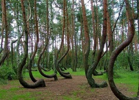 Vista aérea del Bosque Hoia Baciu con sus característicos árboles torcidos y neblina