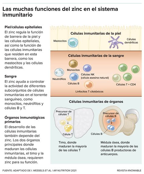 Esquema del rol del zinc en las células inmunitarias y su contribución a la respuesta inmunológica.