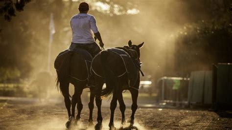 Petiseros argentinos cuidando caballos de polo en un establo