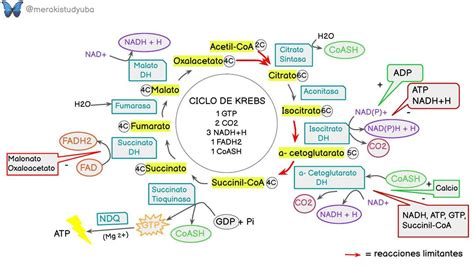 Esquema ilustrativo que muestra el ciclo del cuidado: el cuidador, el paciente y la importancia de la red de apoyo para mantener el equilibrio emocional.