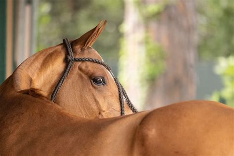 Caballo de polo con trenzas y vendas listo para la competencia