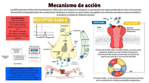 infografía detallando el mecanismo de acción del sildenafil en el cuerpo
