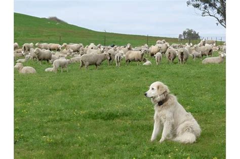 Perro guardián de ganado protegiendo un rebaño de ovejas