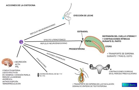 Infografía o esquema sobre la liberación de oxitocina y neuroplasticidad cerebral en adultos mayores