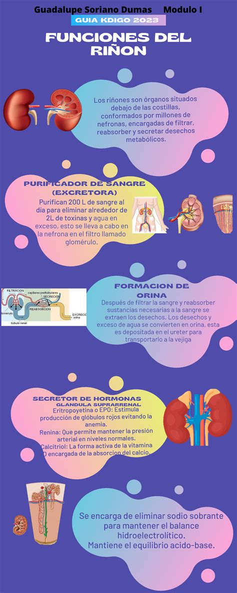 Infografía mostrando los riñones de un conejo y sus funciones
