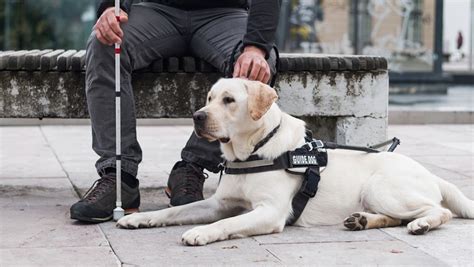 Fotografía de un perro guía con su manejador, simbolizando la devoción y el trabajo en equipo