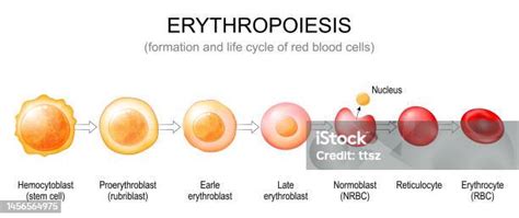 Esquema detallado de la formación de glóbulos rojos (eritropoyesis)