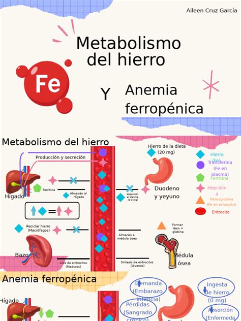 Infografía ilustrando el metabolismo y distribución del hierro en el cuerpo