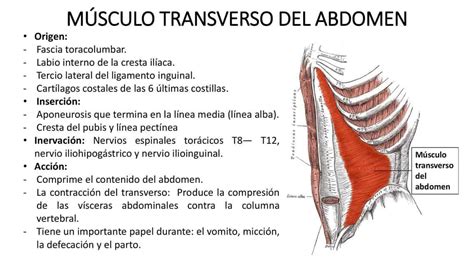 Diagrama anatómico mostrando los músculos del core profundo (diafragma, suelo pélvico, transverso del abdomen, multífidos)