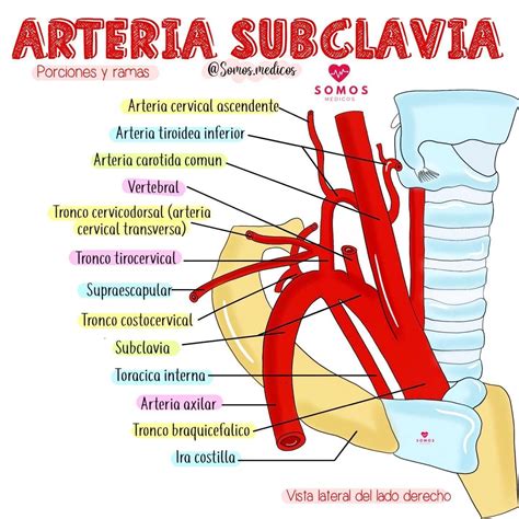 Esquema de la anatomía del tórax y la arteria subclavia