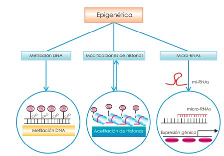 Esquema simplificado de los mecanismos epigenéticos (metilación del ADN y modificación de histonas)
