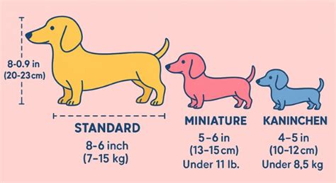 Ilustración de un perro salchicha de diferentes tamaños (estándar y mini)