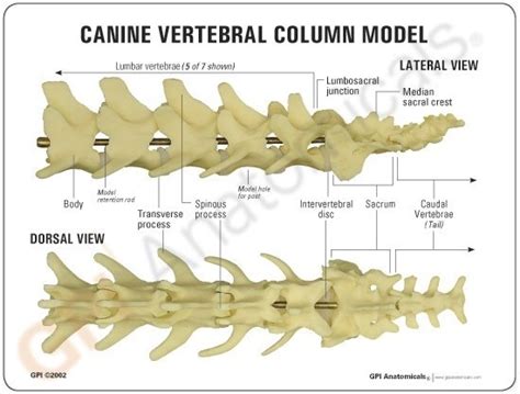 Diagrama anatómico mostrando la columna vertebral de un perro salchicha y zonas propensas a problemas