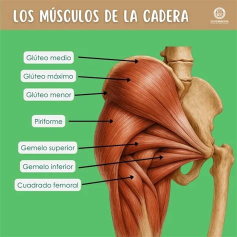 Esquema de la anatomía de la cadera y sus principales músculos