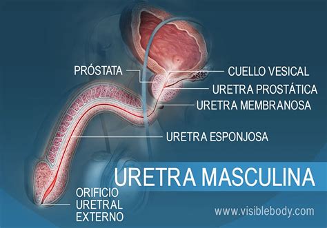 Ilustración del sistema urinario masculino, destacando la próstata y la uretra, con énfasis en la inflamación prostática.