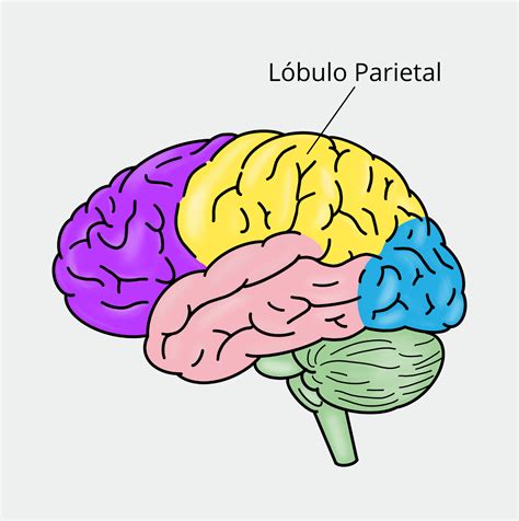 Esquema cerebral mostrando las áreas relacionadas con la percepción espacial, especialmente el lóbulo parietal derecho