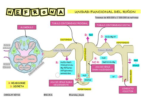 Esquema simplificado del asa de Henle mostrando el sitio de acción de la furosemida