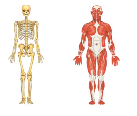ilustración que compara la estructura ósea y muscular de un adulto joven con la de un adulto mayor, mostrando pérdida de densidad ósea y masa muscular.