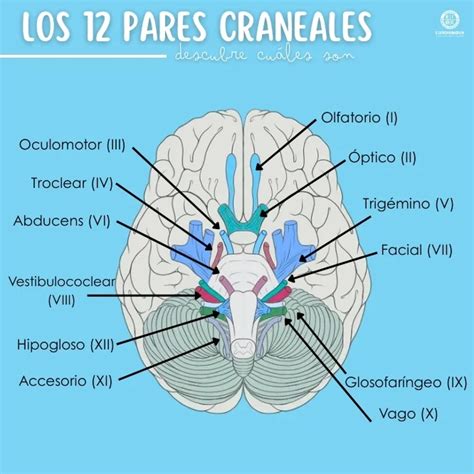 Ilustración esquemática de los 12 pares craneales humanos emergiendo del cerebro y extendiéndose hacia la cabeza y el cuello.