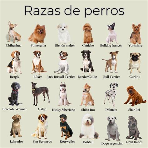 Ilustración de diferentes tipos de perros de asistencia con sus correspondientes pictogramas.