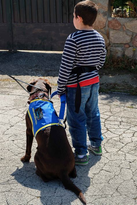 Niño con autismo interactuando felizmente con un perro de asistencia en un entorno escolar.
