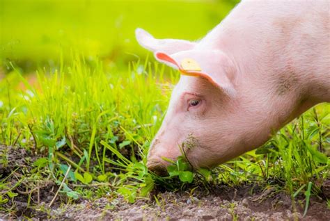 cerdo pastando felizmente en un campo