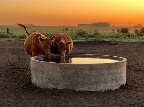 cerdos bebiendo agua de un bebedero automático en el campo