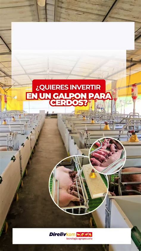 galpón de cerdos con buena ventilación y techo alto