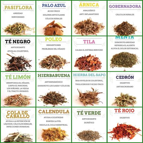 Foto: Tazas de tés de hierbas para diferentes dolencias
