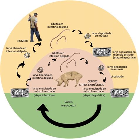 Infografía sobre el ciclo de vida de la Trichinella y sus efectos en el cuerpo humano