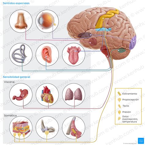 Esquema de los sistemas sensoriales involucrados en el equilibrio humano
