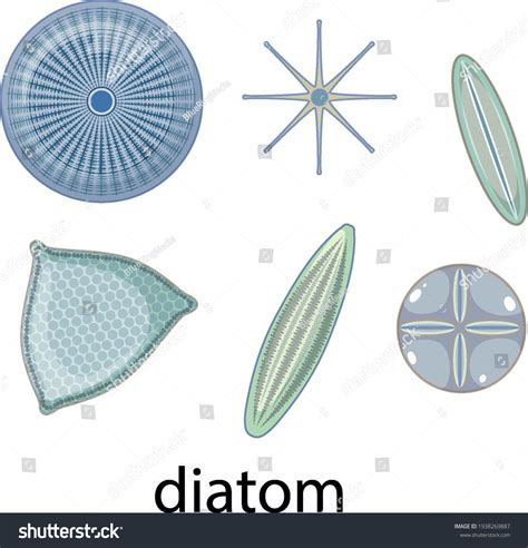 Imagen microscópica de la diatomea Pseudo-nitzschia pungens