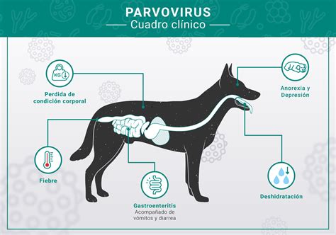 diagrama de transmisión del parvovirus canino a través de heces y contacto directo