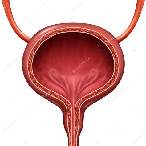Esquema anatómico de la vejiga humana mostrando las capas del tejido y el crecimiento de tumores uroteliales.