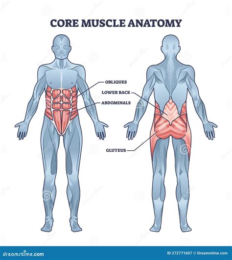 Diagrama mostrando la estructura muscular del core y su importancia.