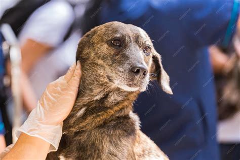 perro anciano recibiendo atención veterinaria