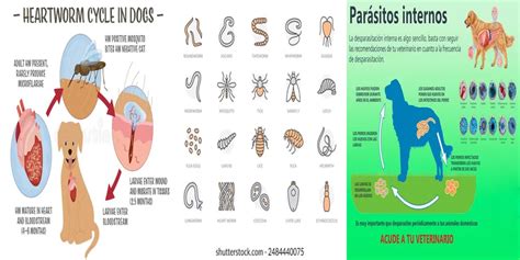 infografía sobre parásitos intestinales en perros