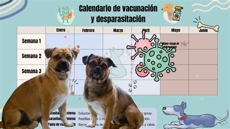 calendario de desparasitación personalizado para un perro