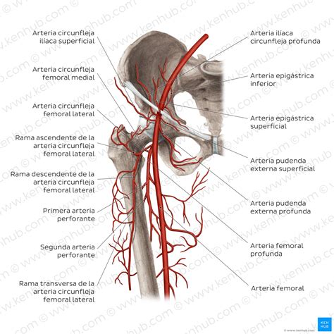 Esquema de la anatomía de la ingle y el muslo con énfasis en el nervio cutáneo femoral lateral