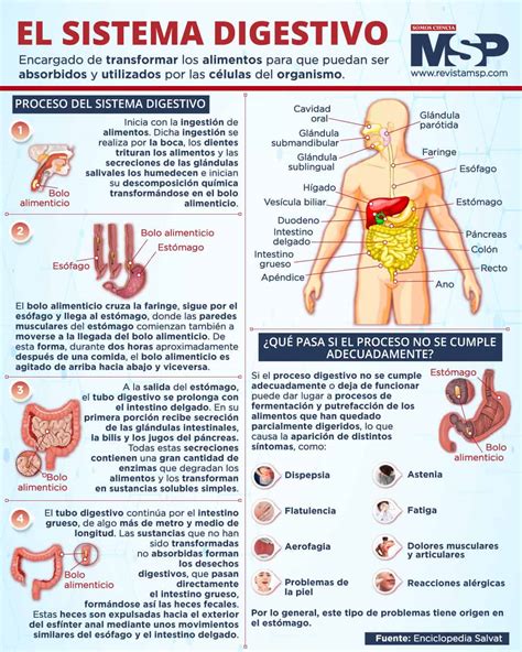 Infografía sobre los efectos de la ropa ajustada en el sistema digestivo