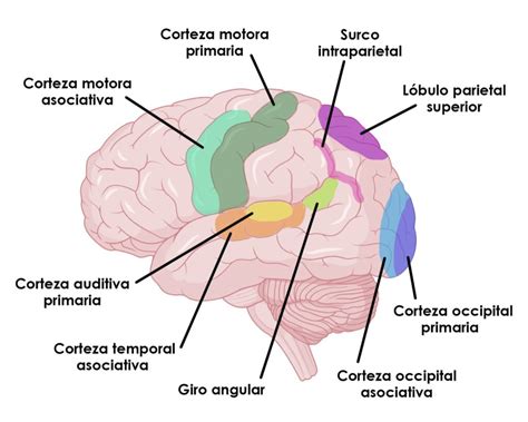 Ilustración del cerebro humano señalando las áreas del lenguaje y cómo son afectadas por enfermedades neurodegenerativas.