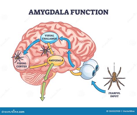 Esquema de la amígdala cerebral y su función en la respuesta al miedo