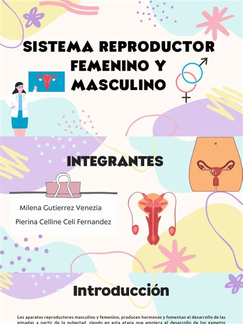 Diagrama: Cambios fisiológicos en el sistema reproductivo masculino y femenino con el envejecimiento