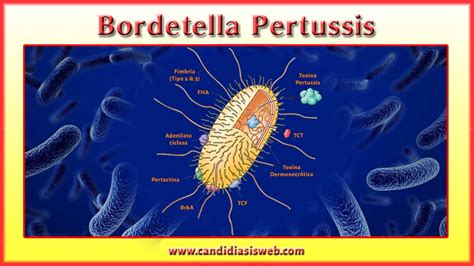 Esquema de la bacteria Bordetella pertussis y su mecanismo de transmisión