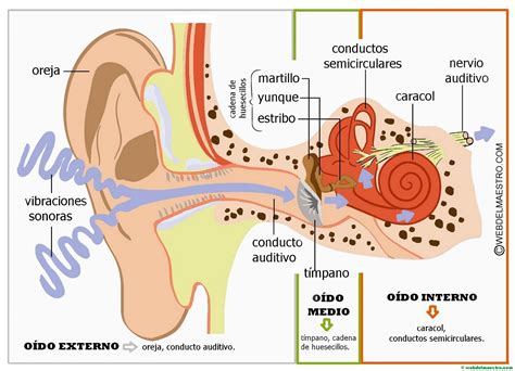 Esquema de un ojo y un oído humano, destacando las partes afectadas por el envejecimiento y sus consecuencias visuales y auditivas.