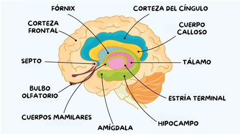 Esquema de las áreas del cerebro relacionadas con la termorregulación en humanos