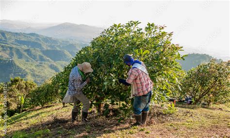 campo agrícola con trabajadores cosechando fruta
