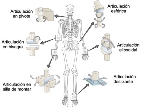 Esquema de las articulaciones principales del cuerpo humano