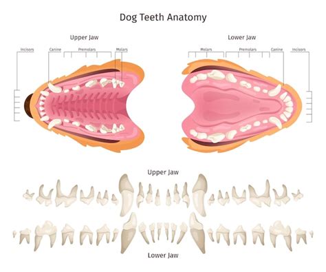 Esquema de la anatomía bucal del perro