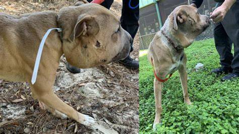 Foto de perro con hinchazón en los músculos de la cabeza por miositis